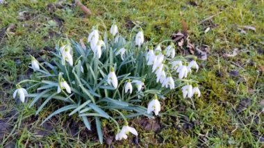 Galanthus Nivalis çiçekleri. Baharın başında parkta beyaz kar damlaları. Güzel çiçek açan vahşi kar damlaları 