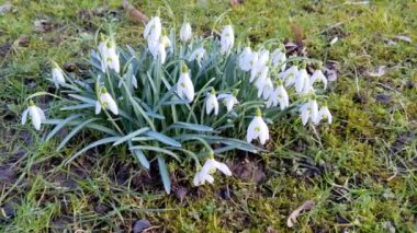 Baharın başında parkta beyaz kar damlaları. Güzel çiçek açan vahşi kar damlaları