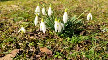 Galanthus Nivalis çiçekleri. Baharın başında parkta beyaz kar damlaları. Güzel çiçek açan vahşi kar damlaları 