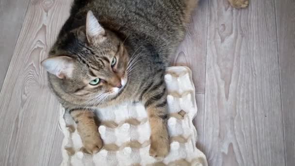 Kedi Bir Kutu Tavuk Yumurtasının Üzerine Tünemiş Komik Kedi Bekliyor — Stok video
