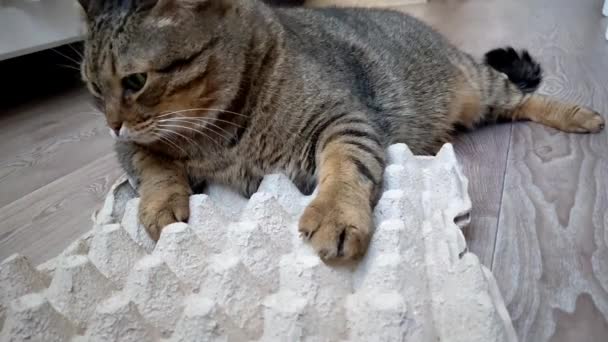 Kucing Ini Bertengger Atas Sekotak Telur Ayam Kucing Lucu Menunggu — Stok Video