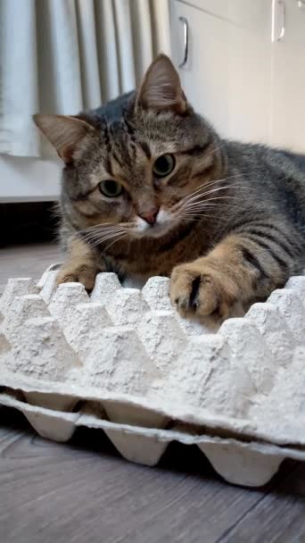 Kedi Bir Kutu Tavuk Yumurtasının Üzerine Tünemiş Komik Kedi Bekliyor — Stok video