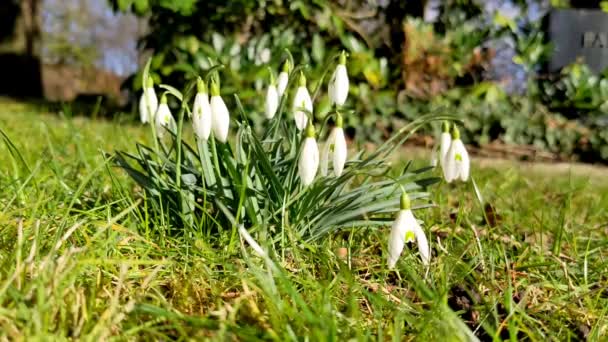 Galanthus Nivaliderar Blommor Vita Snödroppar Tidigt Våren Parken Vackra Blommande — Stockvideo