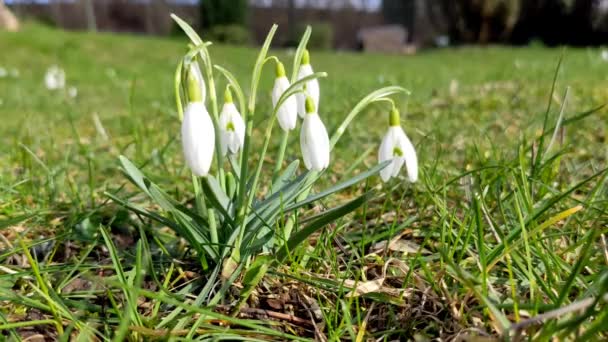 Galanthus Nivalis Fleurs Gouttes Neige Blanches Début Printemps Dans Parc — Video
