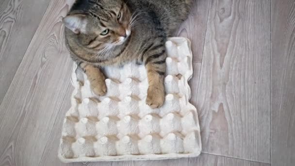 Domowy Kot Kuchni Kot Siedzi Pudełku Kurzego Jajka Śmieszny Kot — Wideo stockowe