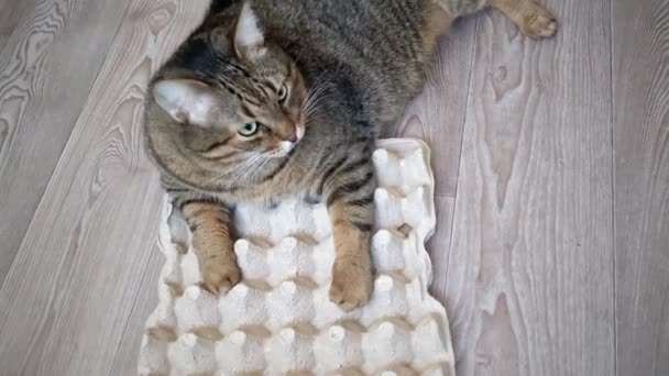 Mutfaktaki Evcil Kedi Kedi Bir Kutu Tavuk Yumurtasının Üzerine Tünemiş — Stok video