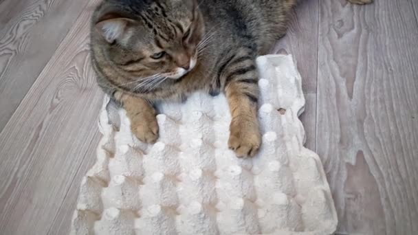 Mutfaktaki Evcil Kedi Kedi Bir Kutu Tavuk Yumurtasının Üzerine Tünemiş — Stok video
