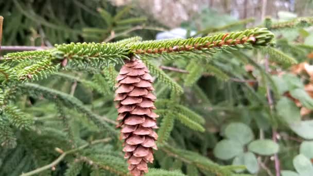 Coni Albero Giorno Primavera Picea Wilsonii Una Specie Conifera — Video Stock