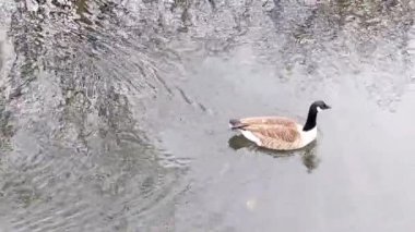 Kanada kazları Seilersee 'de yerel dinlenme alanında.