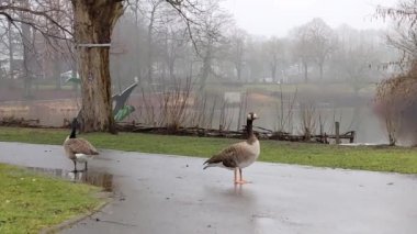 Kanada kazları Seilersee 'de yerel dinlenme alanında. 