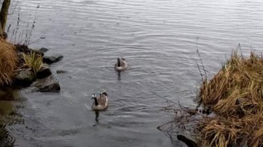 Kanada kazları Seilersee 'de yerel dinlenme alanında. 