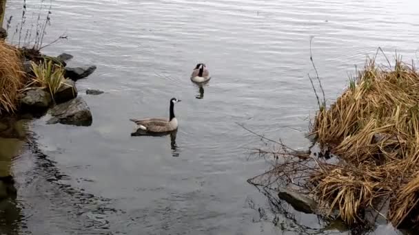 Canada Goose Branta Canadensis Sometimes Called Canadian Goose Large Wild — Stock Video