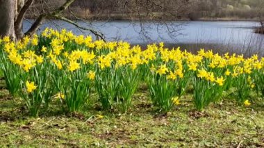 Bahçedeki altın nergisler. Bahar dışarıda çiçek açar.