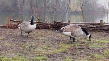 Parktaki gölde yiyen Kanada kazı. Parktaki gölde yiyen Kanada kazı. Kanada kazı (Branta canadensis), bazen Kanada kazı olarak da bilinir. Siyah başlı, boynlu, beyaz yanaklı, çenesinin altında beyaz, kahverengi gövdeli büyük bir yaban kazı.