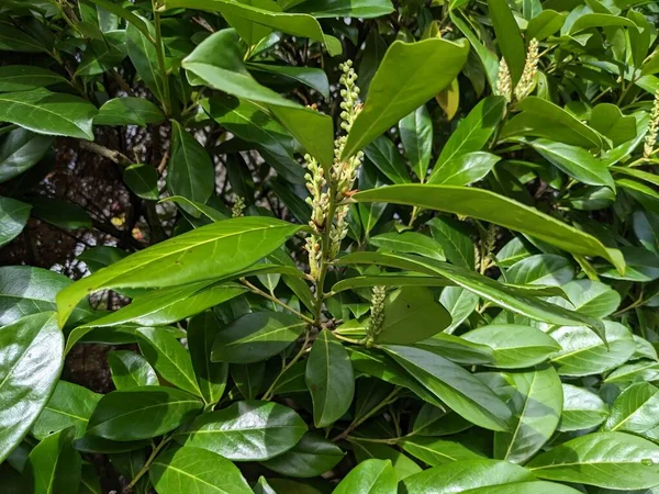 학명은 Prunus Laurocerasus 봄날푸른 월계수 울타리 — 스톡 사진