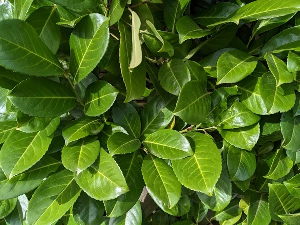 Angielski Laur Prunus Laurocerasus Bujny Zielony Żywopłot Laurowy Wiosenny Słoneczny — Zdjęcie stockowe