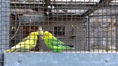 Hayvanat bahçesindeki kafesteki yeşil papağanlar