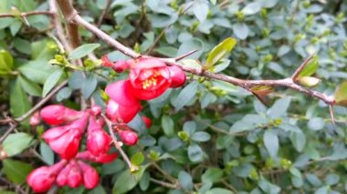 Japon ayva (Chaenomeles, Maule 's Quince) ağaç çiçekleri Chaenomeles japonica, dal ve çiçek. Güzel kırmızı bahar çiçekleri