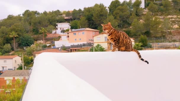 Domowy Kot Bengalski Spaceruje Ogrodzeniu Hiszpańskiej Wiosce Czas Letni — Wideo stockowe