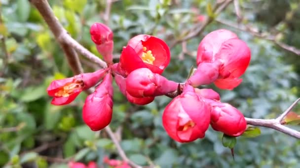 Japanese Quince Chaenomles Maule Quince 木の花Chaenomeles Japonica Twig Flows 美しい赤い春の花 — ストック動画