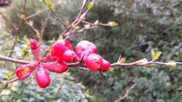 Japanese Quince Chaenomles Maule Quince 木の花Chaenomeles Japonica Twig Flows 美しい赤い春の花 — ストック動画