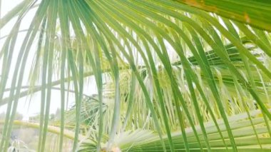 Yeşil, taze arka plan, genç palmiye ağaçlarının yakından görünüşü. Rüzgarda dalgalanan dallar, yaprak palmiyesi