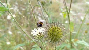 Güzel botanik fotoğrafı, doğal duvar kağıdı.