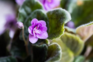 Afrika menekşe çiçekleri, cam kenarındaki kapta saksıda azizler. Kapatın.