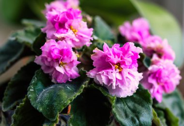 İki tonluk menekşe ve dalgalı yapraklı beyaz bir renk. Afrika menekşesi - Aziz Paulia. Saksı çiçekleri