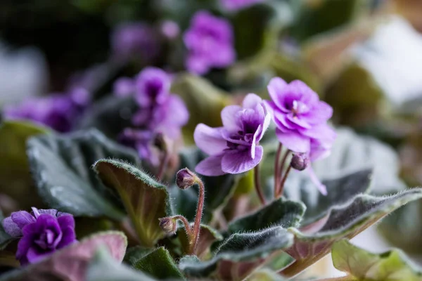 Багато Бузкового Кольору Квітучих Африканських Фіолетових Квітів Святиня Горщику Підвіконні — стокове фото