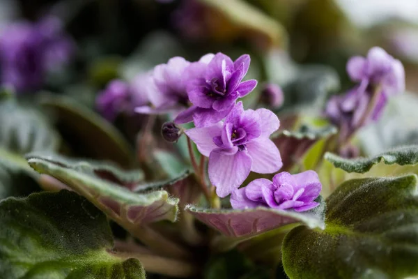 Африканские Фиолетовые Цветы Saintpaulia Горшке Подоконнике Макро Закрыть — стоковое фото