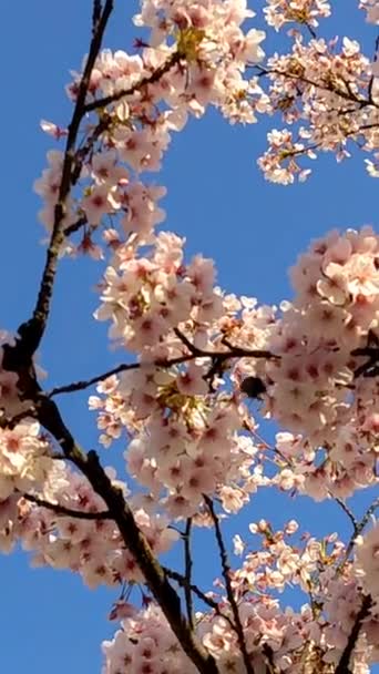Fond Floral Aux Couleurs Pastel Bourdon Pollinise Une Fleur Sakura — Video