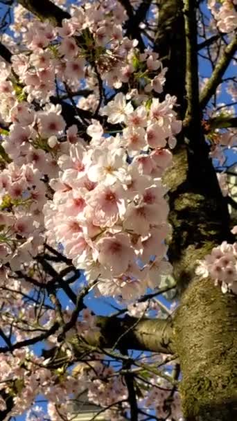 Piękny Kwiat Wiśniowy Sakura Wiosną — Wideo stockowe