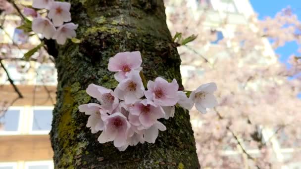 Kwiaty Tło Pastelowych Kolorach Różowy Kwiat Sakury Wiosna Kwitnące Drzewo — Wideo stockowe
