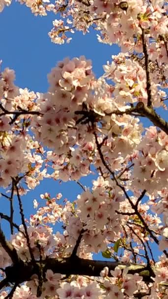Floraler Hintergrund Pastellfarben Rosafarbene Sakura Blume Frühling Blühender Kirschbaum Aus — Stockvideo