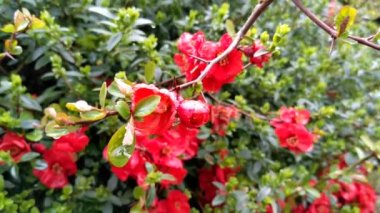Japon ayva (Chaenomeles, Maule 's Quince) ağaç çiçekleri Chaenomeles japonica, dal ve çiçek. Güzel kırmızı bahar çiçekleri ve taze yeşil yapraklar.