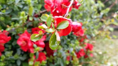 Japon ayva (Chaenomeles, Maule 's Quince) ağaç çiçekleri Chaenomeles japonica, dal ve çiçek. Güzel kırmızı bahar çiçekleri ve taze yeşil yapraklar.