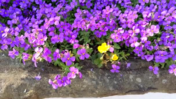 Zbliżenie Nisko Rosnącej Rośliny Ogrodowej Aubrieta Deltoidea Kwiaty Kwitnące Wiosną — Wideo stockowe
