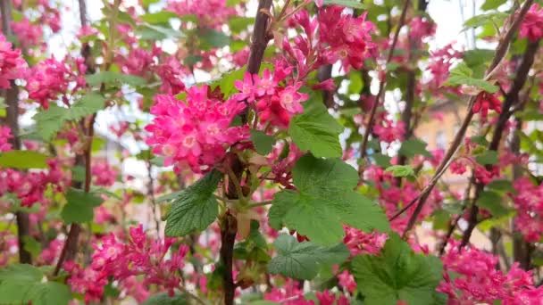 Corrente Floração Rosa Close Das Costelas Sanguineium Florescimento — Vídeo de Stock
