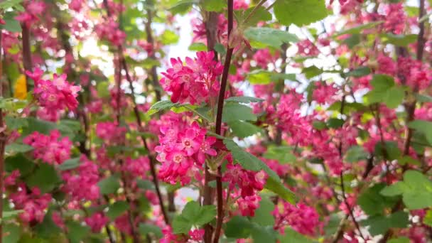 Ribes Sanguineum Pulborough Scarlet Flor — Vídeos de Stock