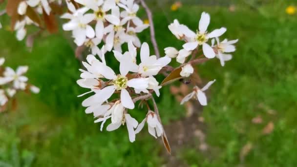 Közelkép Fehér Virágok Amelanchier Canadensis Szervizáfonya Áfonya Vagy Juneberry Zöld — Stock videók