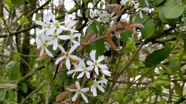 Virágzó Irga Canadian Amelanchier Canadensis Fehér Virágok Levelek Csoportja Virágzó — Stock videók