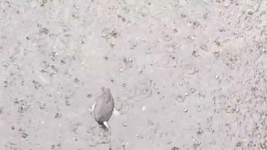 Gri renkli su yere sıçrıyor