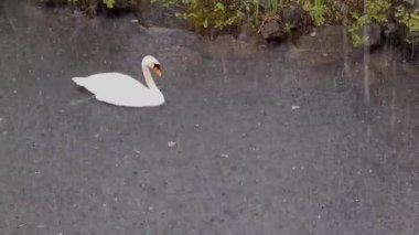 Gölde yüzen güzel beyaz kuğu