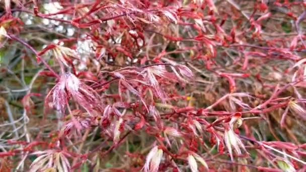 Klon Japoński Acer Palmatum Ornatum Acer Palmatum Liść Nasionami Kwiatami — Wideo stockowe
