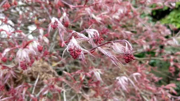 Acer Palmatum Ornatum Είναι Ένα Σφενδάμι Κόκκινα Φύλλα Φύλλα Σπόρους — Αρχείο Βίντεο