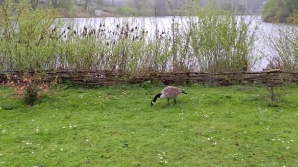 Canada Geese Lake Canada Geese Local Recreation Area Seilersee — Stock Video