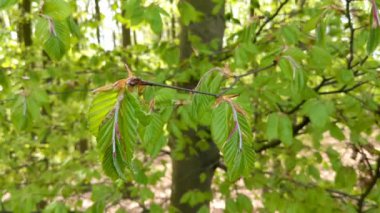 Carpinus orientalis, Oriental boynuz ışını olarak bilinir. İlkbaharda, boynuz demeti ormanında güzel güneş ışığı.