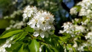 Kuş kirazı ağacı tamamen çiçek açmış. Prunus padus çiçekleri bulanık yeşil arka planda kapanıyor. Bahar parkında çiçek açan bir manzara