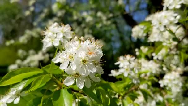 Prunus Padus Known Bird Cherry Mayday Tree Flowering Plant Rose — Stock Video